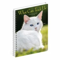 Top 10 🧨 2023 What Cats Teach Us Engagement Calendar by Willow Creek Press 🧨 -Cheap Willow Creek Press Store D668842S 4