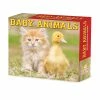 Top 10 🛒 2023 Baby Animals Box Calendar by Willow Creek Press ✨