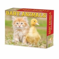 Top 10 🛒 2023 Baby Animals Box Calendar by Willow Creek Press ✨