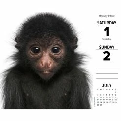 Top 10 🛒 2023 Baby Animals Box Calendar by Willow Creek Press ✨ -Cheap Willow Creek Press Store D669825S 3