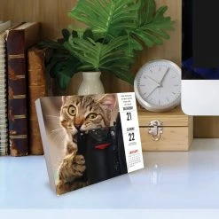 Wholesale 🌟 2023 Bad Kitties Box Calendar by Willow Creek Press 😉 -Cheap Willow Creek Press Store D669827S 4