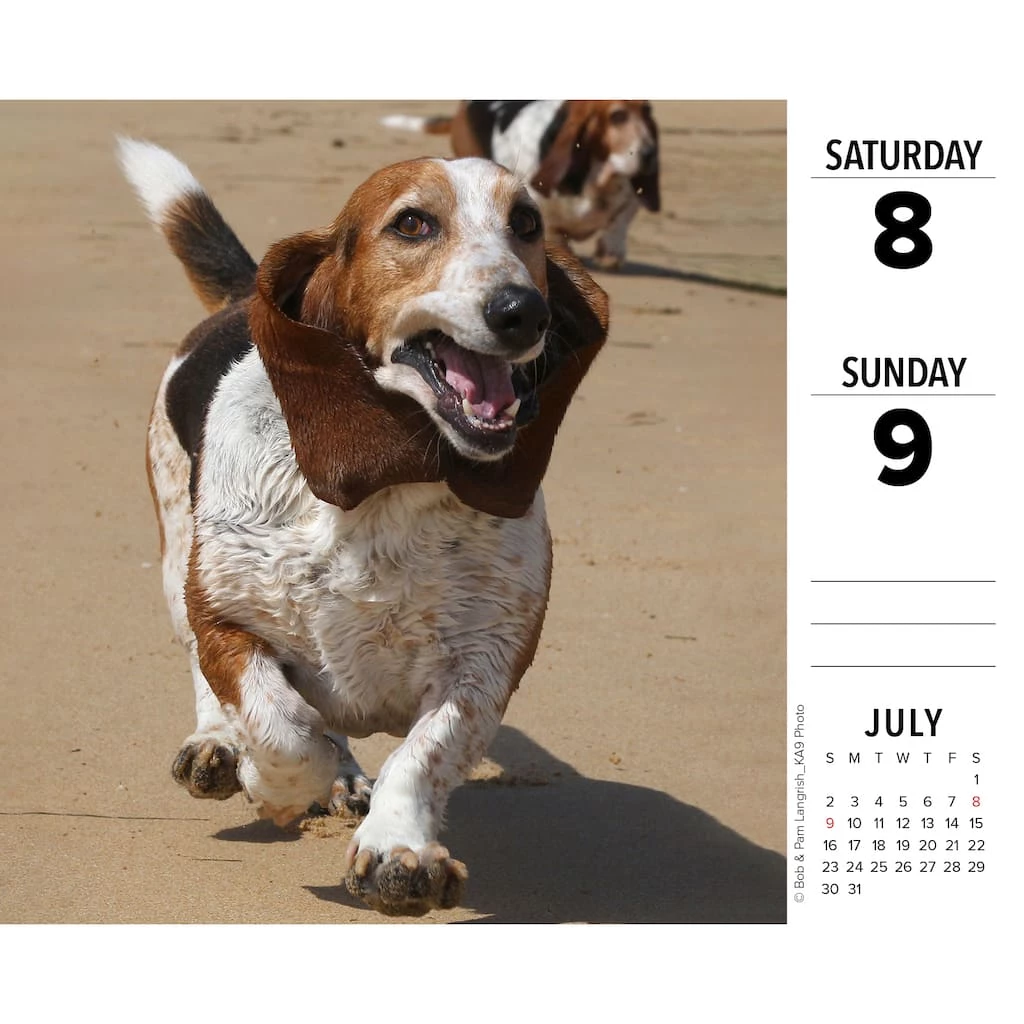 Top 10 🤩 2023 Basset Hounds Box Calendar by Willow Creek Press ✨ 3 Top 10 🤩 2023 Basset Hounds Box Calendar by Willow Creek Press ✨ - Image 3