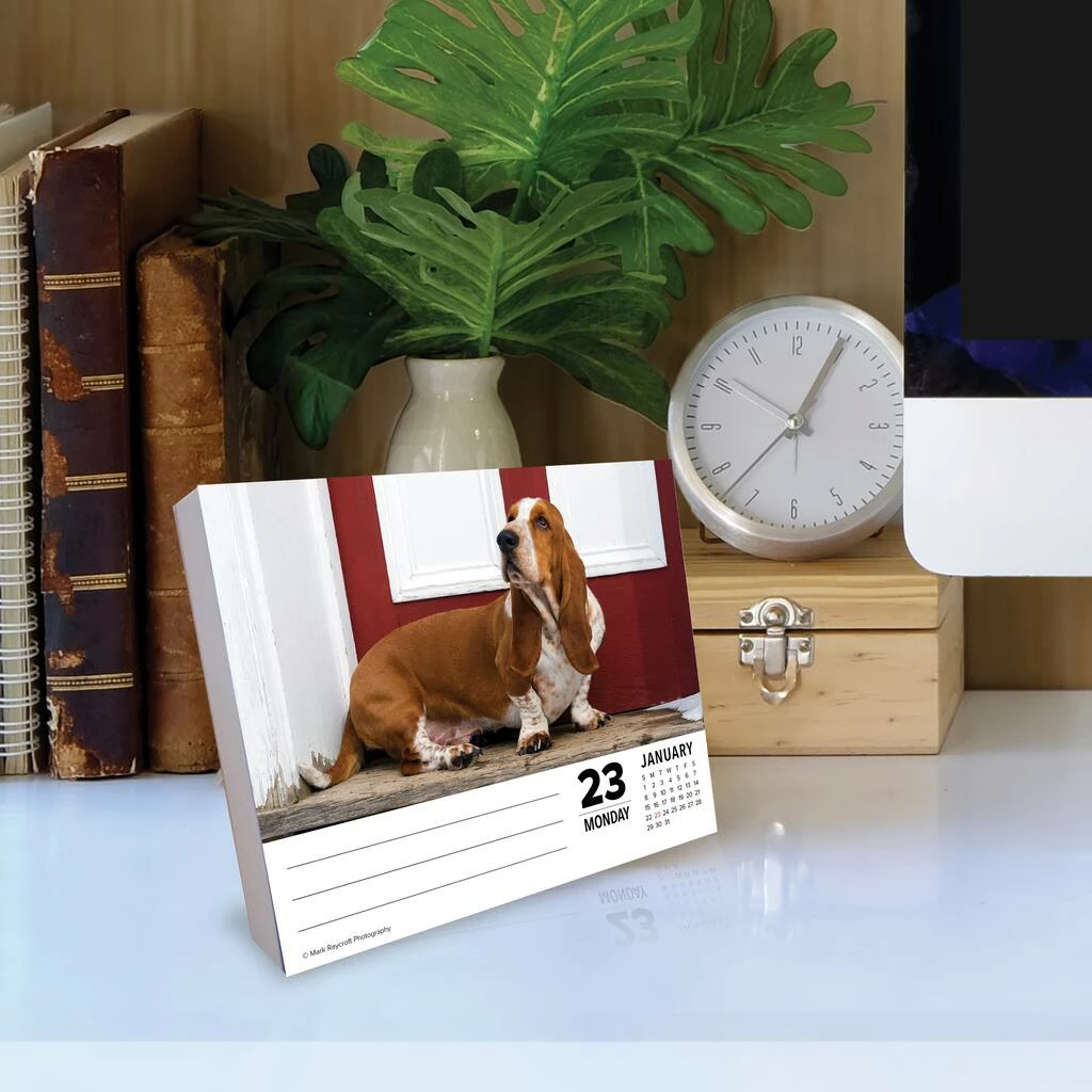 Top 10 🤩 2023 Basset Hounds Box Calendar by Willow Creek Press ✨ 4 Top 10 🤩 2023 Basset Hounds Box Calendar by Willow Creek Press ✨ - Image 4
