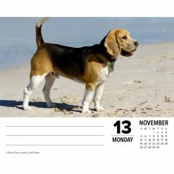 Outlet 😍 2023 Beagles Box Calendar by Willow Creek Press 🎁 -Cheap Willow Creek Press Store D669829S 3
