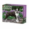 Discount 😍 2023 Boston Terriers Box Calendar by Willow Creek Press 🧨