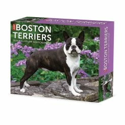 Discount 😍 2023 Boston Terriers Box Calendar by Willow Creek Press 🧨