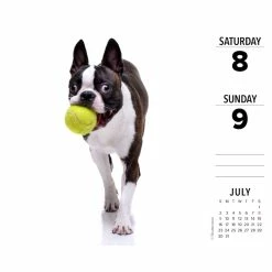 Discount ๐ 2023 Boston Terriers Box Calendar by Willow Creek Press ๐งจ 9 Discount ๐ 2023 Boston Terriers Box Calendar by Willow Creek Press ๐งจ -Cheap Willow Creek Press Store D669830S 3