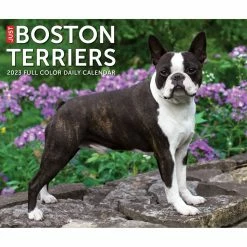 Discount ๐ 2023 Boston Terriers Box Calendar by Willow Creek Press ๐งจ 11 Discount ๐ 2023 Boston Terriers Box Calendar by Willow Creek Press ๐งจ -Cheap Willow Creek Press Store D669830S 5