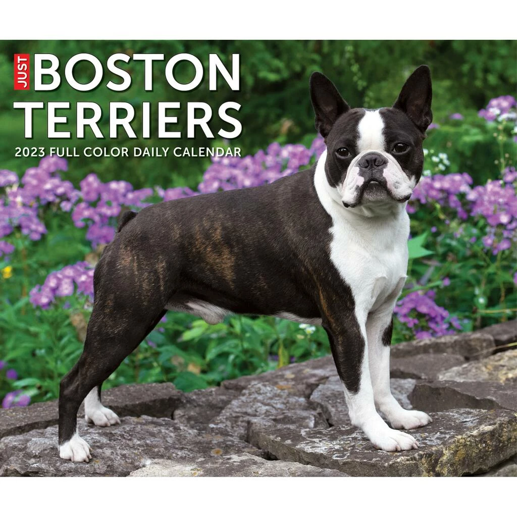 Discount ๐ 2023 Boston Terriers Box Calendar by Willow Creek Press ๐งจ 5 Discount ๐ 2023 Boston Terriers Box Calendar by Willow Creek Press ๐งจ - Image 5