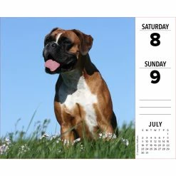 Top 10 🛒 2023 Boxers Box Calendar by Willow Creek Press 😍 -Cheap Willow Creek Press Store D669833S 3