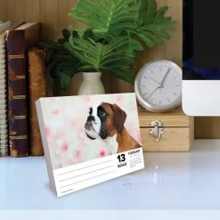 Top 10 🛒 2023 Boxers Box Calendar by Willow Creek Press 😍 -Cheap Willow Creek Press Store D669833S 4