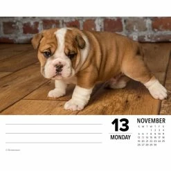 Best Pirce ✔️ 2023 Bulldogs Box Calendar by Willow Creek Press 😀 -Cheap Willow Creek Press Store D669834S 3