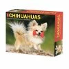 Discount 😀 2023 Chihuahuas Box Calendar by Willow Creek Press 🌟