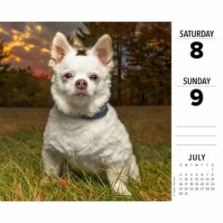Discount 😀 2023 Chihuahuas Box Calendar by Willow Creek Press 🌟 -Cheap Willow Creek Press Store D669836S 3