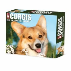 Promo 😍 2023 Corgis Box Calendar by Willow Creek Press 💯