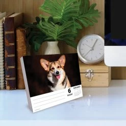 Promo 😍 2023 Corgis Box Calendar by Willow Creek Press 💯 -Cheap Willow Creek Press Store D669838S 4