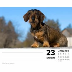 Cheapest 🎉 2023 Dachshunds Box Calendar by Willow Creek Press 💯 -Cheap Willow Creek Press Store D669840S 3