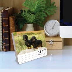 Cheapest 🎉 2023 Dachshunds Box Calendar by Willow Creek Press 💯 -Cheap Willow Creek Press Store D669840S 4