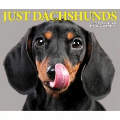Cheapest 🎉 2023 Dachshunds Box Calendar by Willow Creek Press 💯 -Cheap Willow Creek Press Store D669840S 5