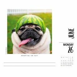 Top 10 ๐ 2023 Doug the Pug Box Calendar by Willow Creek Press ๐ 9 Top 10 ๐ 2023 Doug the Pug Box Calendar by Willow Creek Press ๐ -Cheap Willow Creek Press Store D669843S 3
