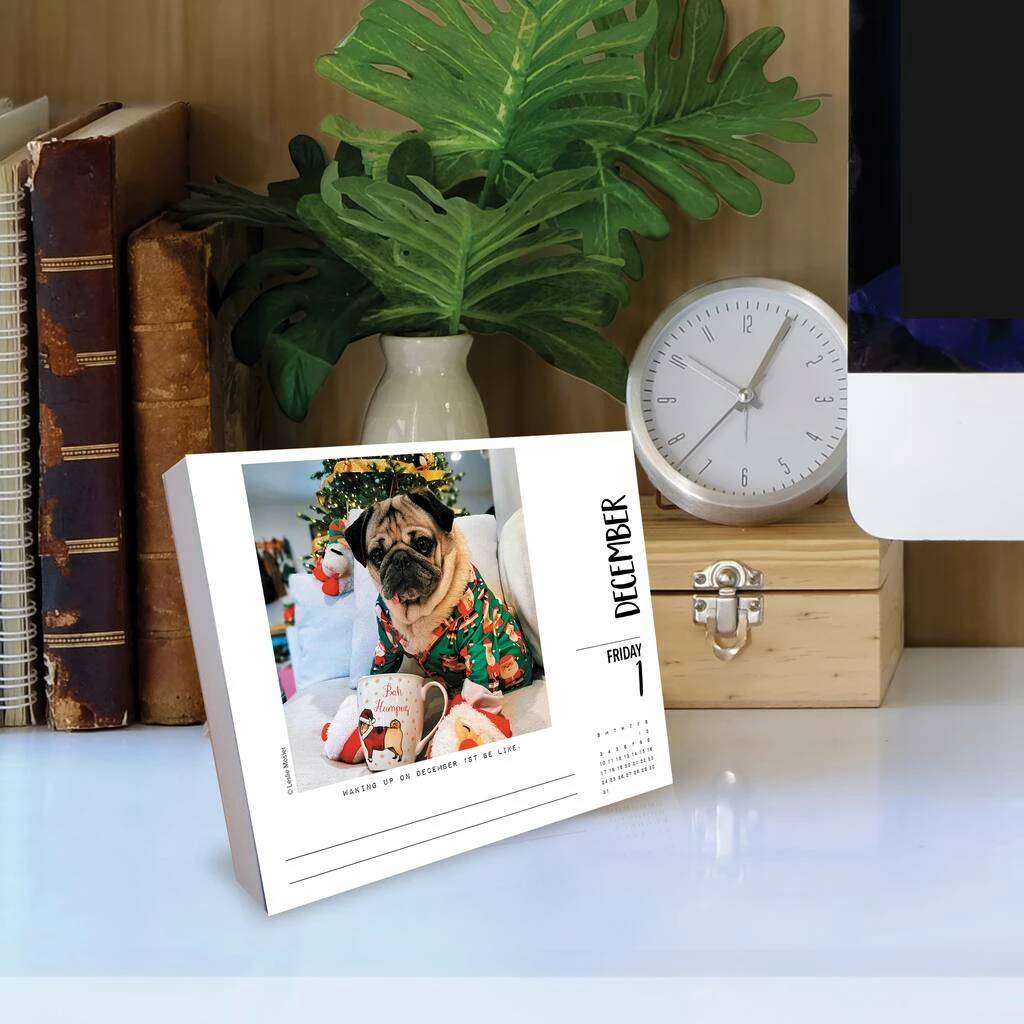 Top 10 ๐ 2023 Doug the Pug Box Calendar by Willow Creek Press ๐ 4 Top 10 ๐ 2023 Doug the Pug Box Calendar by Willow Creek Press ๐ - Image 4