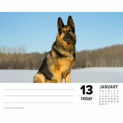 Deals 👍 2023 German Shepherds Box Calendar by Willow Creek Press 🌟 -Cheap Willow Creek Press Store D669845S 3