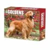 Cheap 😉 2023 Goldens Box Calendar by Willow Creek Press 🧨