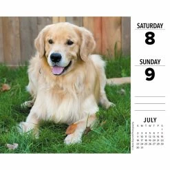 Cheap 😉 2023 Goldens Box Calendar by Willow Creek Press 🧨 -Cheap Willow Creek Press Store D669846S 3