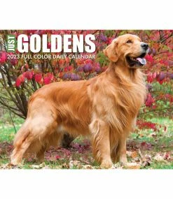 Cheap 😉 2023 Goldens Box Calendar by Willow Creek Press 🧨 -Cheap Willow Creek Press Store D669846S 5