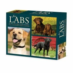 Buy 😍 2023 Labs Box Calendar by Willow Creek Press 😍
