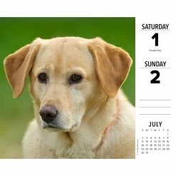 Buy 😍 2023 Labs Box Calendar by Willow Creek Press 😍 -Cheap Willow Creek Press Store D669857S 3