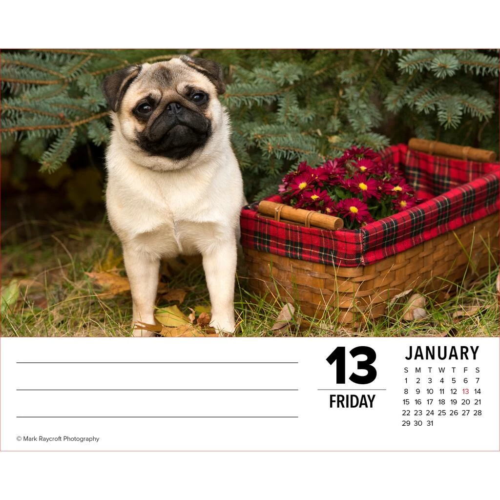 Hot Sale ๐ฏ 2023 Pugs Box Calendar by Willow Creek Press ๐ 3 Hot Sale ๐ฏ 2023 Pugs Box Calendar by Willow Creek Press ๐ - Image 3