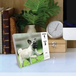 Hot Sale ๐ฏ 2023 Pugs Box Calendar by Willow Creek Press ๐ 10 Hot Sale ๐ฏ 2023 Pugs Box Calendar by Willow Creek Press ๐ -Cheap Willow Creek Press Store D669861S 4