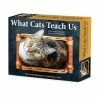 Best deal 🤩 2023 What Cats Teach Us Box Calendar by Willow Creek Press 🛒