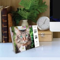 Best deal 🤩 2023 What Cats Teach Us Box Calendar by Willow Creek Press 🛒 -Cheap Willow Creek Press Store D669870S 4