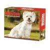 Deals 😉 2023 Westies Daily Box Calendar by Willow Creek Press 🎁