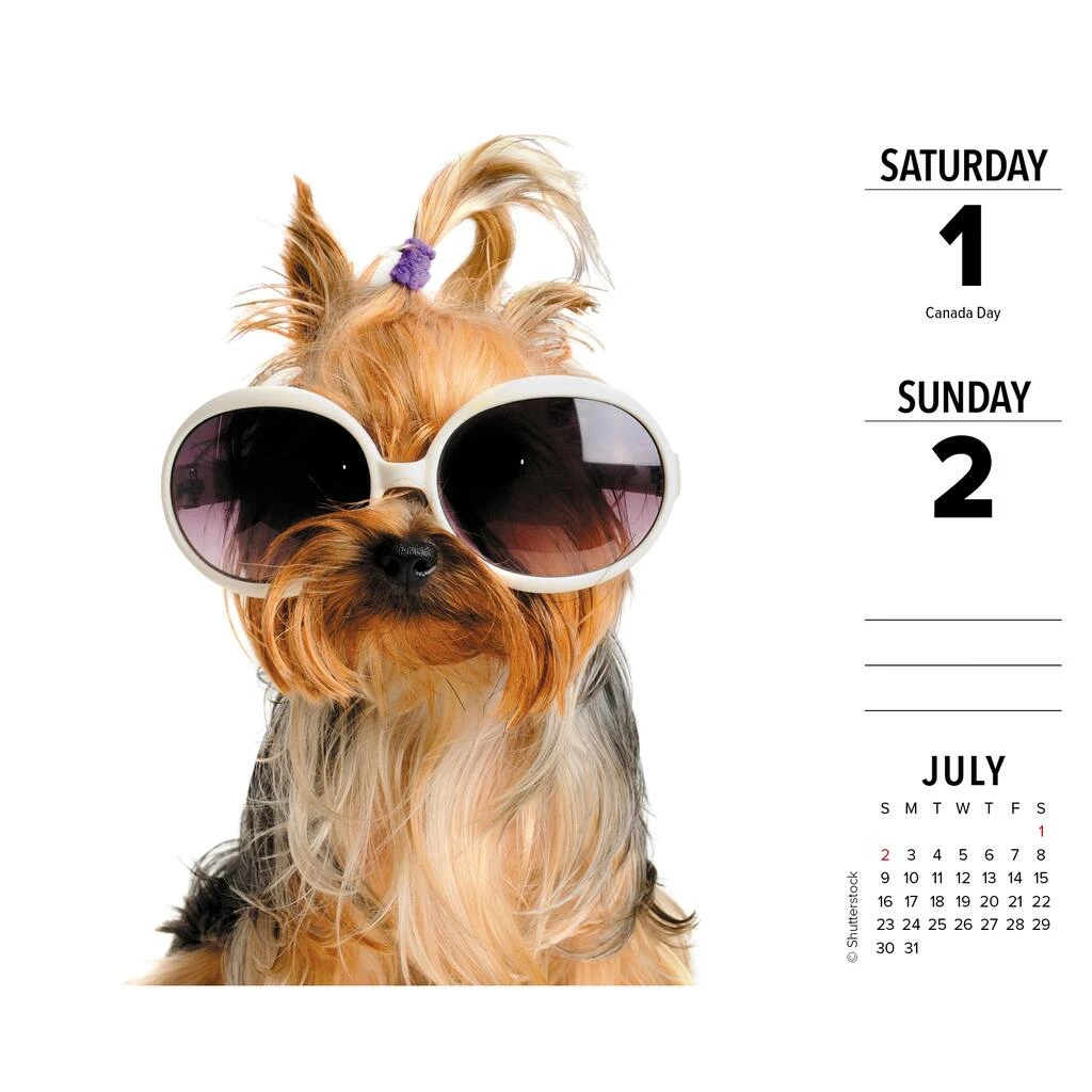 Coupon โญ 2023 Yorkies Daily Box Calendar by Willow Creek Press ๐ 3 Coupon โญ 2023 Yorkies Daily Box Calendar by Willow Creek Press ๐ - Image 3