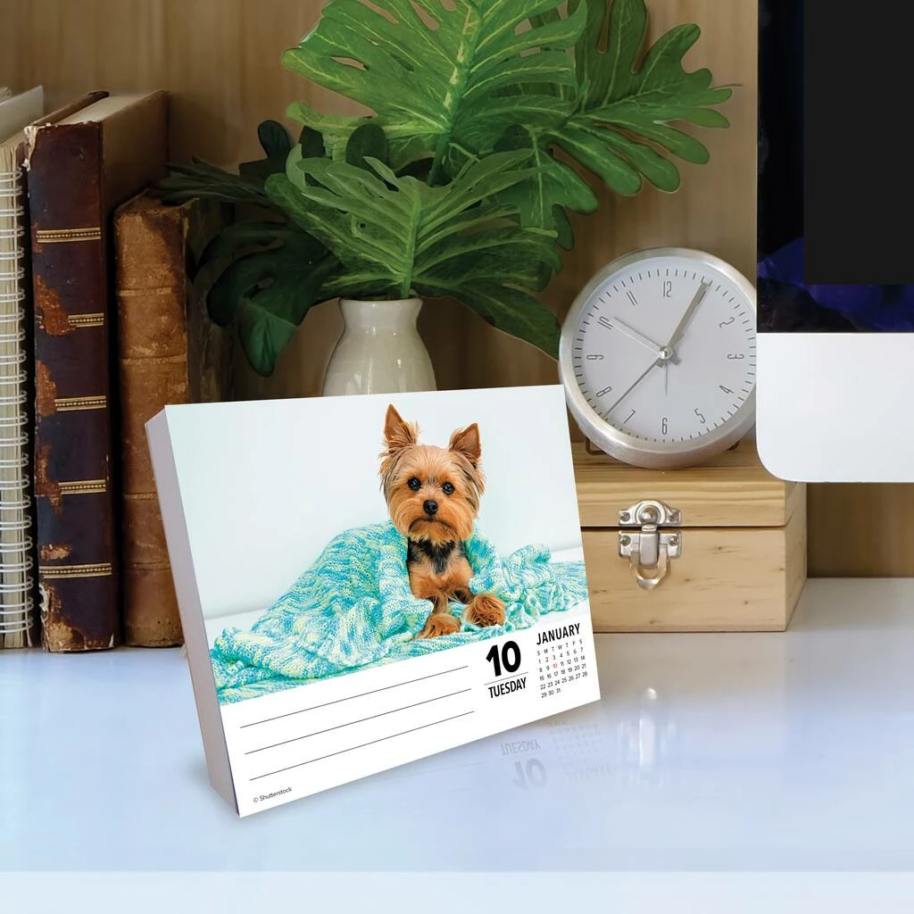 Coupon โญ 2023 Yorkies Daily Box Calendar by Willow Creek Press ๐ 4 Coupon โญ 2023 Yorkies Daily Box Calendar by Willow Creek Press ๐ - Image 4