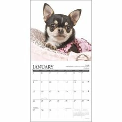 Best deal 🥰 2023 Chihuahua Rules Mini Wall Calendar by Willow Creek Press 🌟 -Cheap Willow Creek Press Store D669883S 3