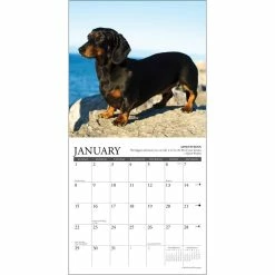 Best Sale 👍 2023 Dachshund Rules Mini Wall Calendar by Willow Creek Press 💯 -Cheap Willow Creek Press Store D669885S 3