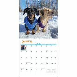 Discount 👍 2023 Crusoe the Dachshund Mini Wall Calendar by Willow Creek Press ❤️ -Cheap Willow Creek Press Store D669887S 3