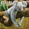 Best deal ⭐ 2023 Koala Bears Mini Wall Calendar by Willow Creek Press ⌛