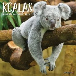 Best deal ⭐ 2023 Koala Bears Mini Wall Calendar by Willow Creek Press ⌛