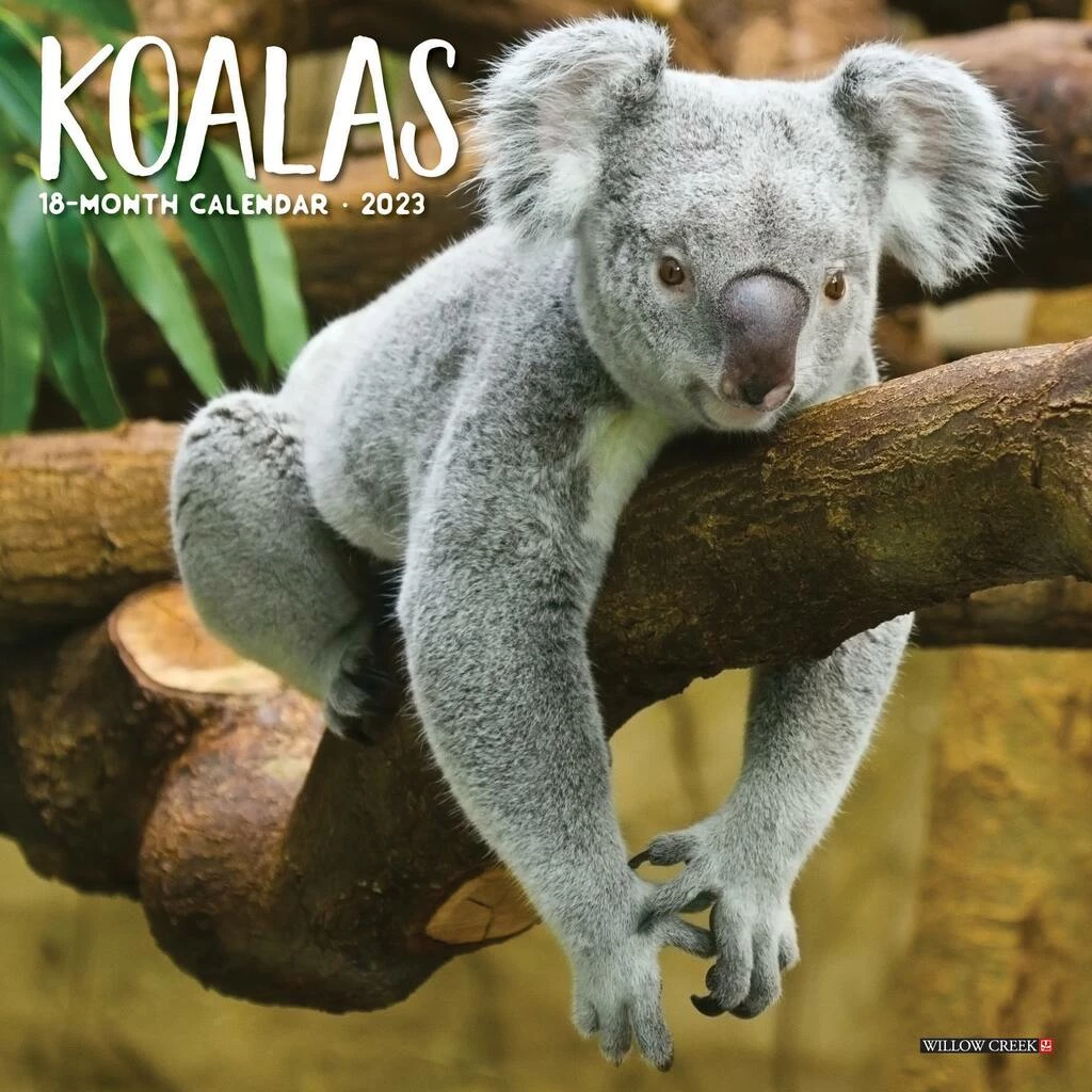 Best deal ⭐ 2023 Koala Bears Mini Wall Calendar by Willow Creek Press ⌛ 1 Best deal ⭐ 2023 Koala Bears Mini Wall Calendar by Willow Creek Press ⌛
