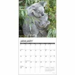 Best deal ⭐ 2023 Koala Bears Mini Wall Calendar by Willow Creek Press ⌛ 6 Best deal ⭐ 2023 Koala Bears Mini Wall Calendar by Willow Creek Press ⌛ -Cheap Willow Creek Press Store D669895S 3