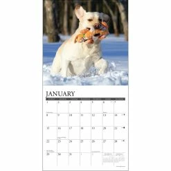 Top 10 👏 2023 Just Labs Mini Wall Calendar by Willow Creek Press 😍 6 Top 10 👏 2023 Just Labs Mini Wall Calendar by Willow Creek Press 😍 -Cheap Willow Creek Press Store D669896S 3