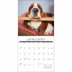 Best Sale 🎁 2023 Naptime 🐶 Dogs Mini Wall Calendar by Willow Creek Press 🛒 -Cheap Willow Creek Press Store D669901S 3