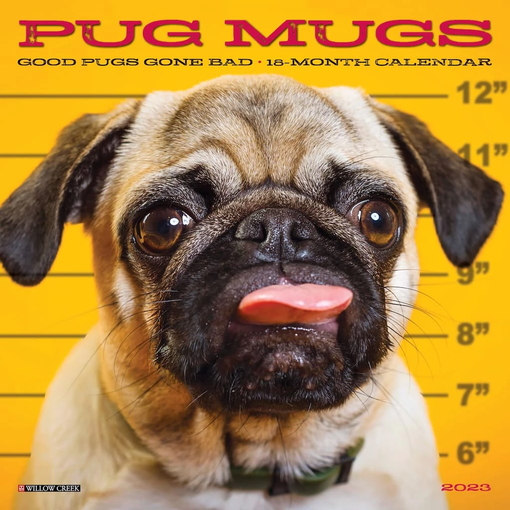 Best Pirce โ๏ธ 2023 Pug Mugs Mini Wall Calendar by Willow Creek Press ๐ 1 Best Pirce โ๏ธ 2023 Pug Mugs Mini Wall Calendar by Willow Creek Press ๐