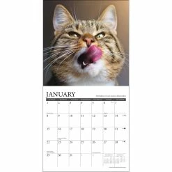 Best reviews of 🎉 2023 What Cats Teach Us Mini Wall Calendar by Willow Creek Press 😉 -Cheap Willow Creek Press Store D669914S 3