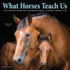 Cheap 🛒 2023 What Horses Teach Us Mini Wall Calendar by Willow Creek Press 😉